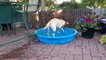 Ce labrador veut remplir sa piscine mais c'est pas gagner!