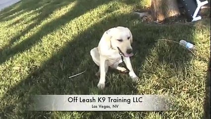 Dog Trainers Las Vegas