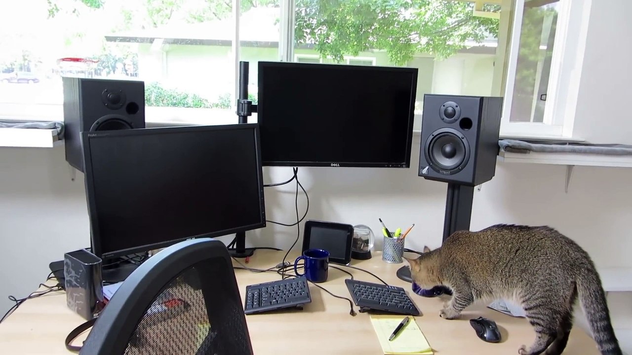 Ce chat d'appartement doit chasser pour manger