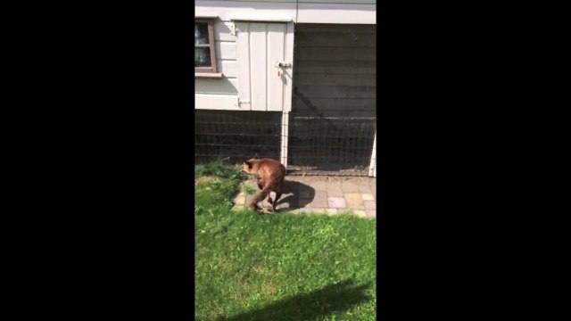 Crazy Fox tries to eat Chickens and attacks a man!