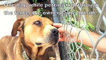 Woman rescued sick Dog chained up for 10 years