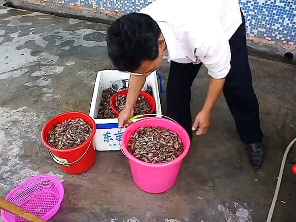 Máy tách xương cá CR900