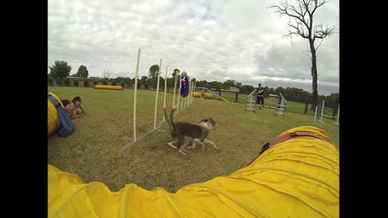 OneMind Dogs Challenge 2 - The Aussie way!!!