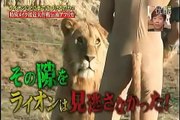 Jeu TV japonais très dangereux - Un homme joue avec des lions
