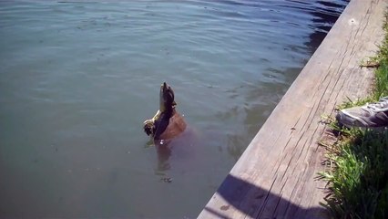 Softshell Turtle in Venetian Estates