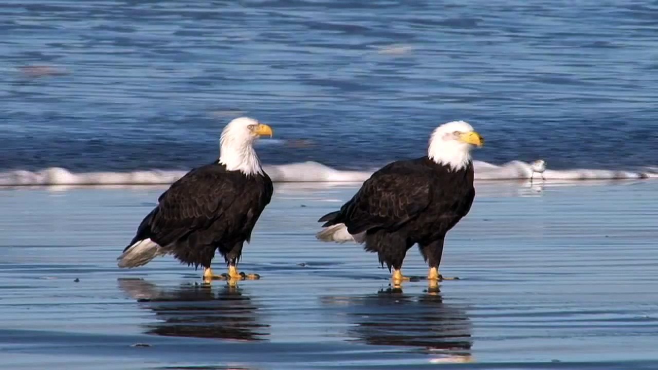 Eagles Amaze Oregon Beachgoers