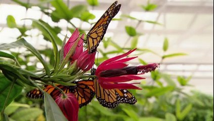 Büyük Göçler: Göçlerin İncelemesi - Belgesel