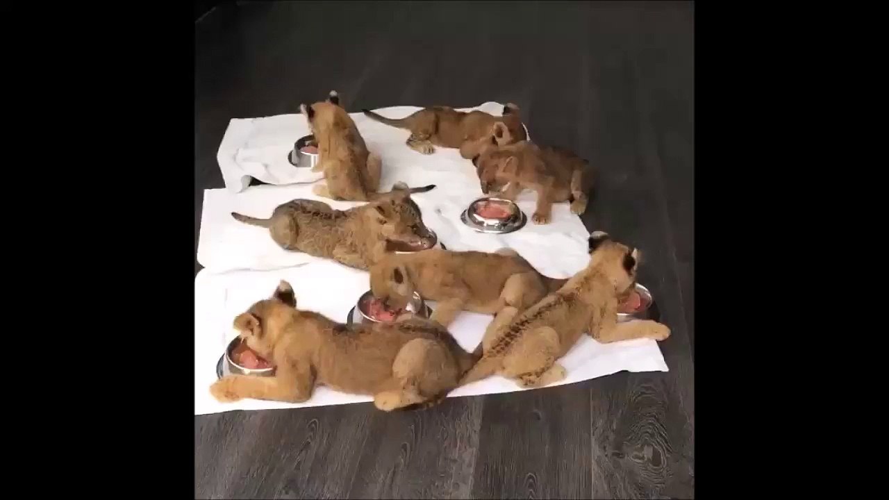 Chacun sa gamelle - bébés lions adorable