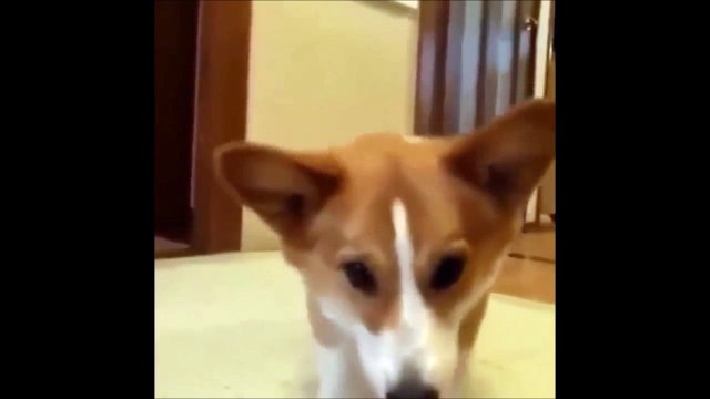 J'veux la balle! J'veux la balle - Chien adorable