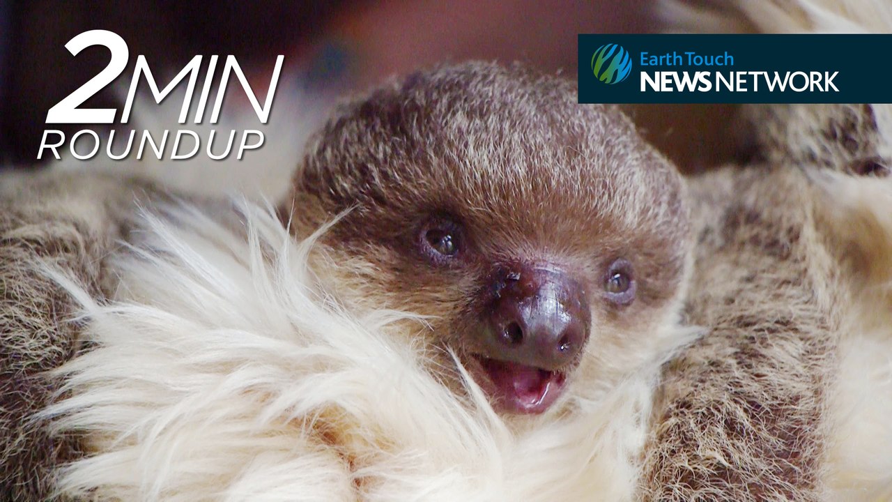 Empire State animal art, a lost whale and an unusual sloth ‘mom’