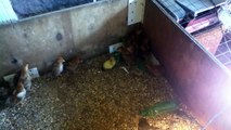 Baby Chickens(Chicks) fear Baby Duck(Duckling).