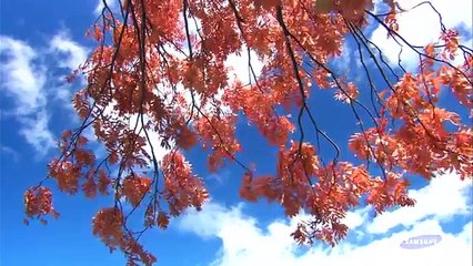 Samsung Demo The Beauty Of Nature