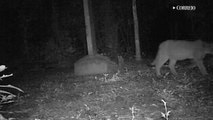 Onça-parda é flagrada com seu filhote na Mata Santa Genebra