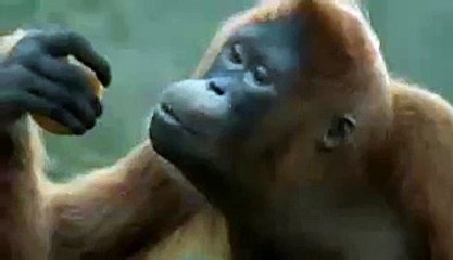 VID-20150616-WA0000.mp4