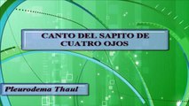 ANFIBIOS DE CHILE, SAPITO DE CUATRO OJOS
