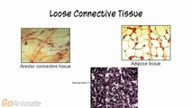 Anatomy and Physiology: Tissues: Connective Tissue (v2.0)