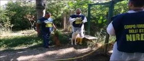 Viterbo - sequestrati cinquantuno cani in una struttura abusiva