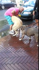 kangal vs pitbull amsterdam oost 2013