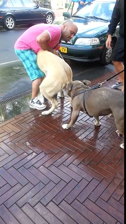kangal vs pitbull amsterdam oost 2013