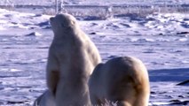 Help Save Polar Bears Before it's Too Late!