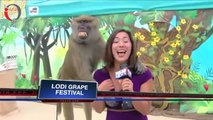 Funny can't stop laughing TV news - Funny videos 2015