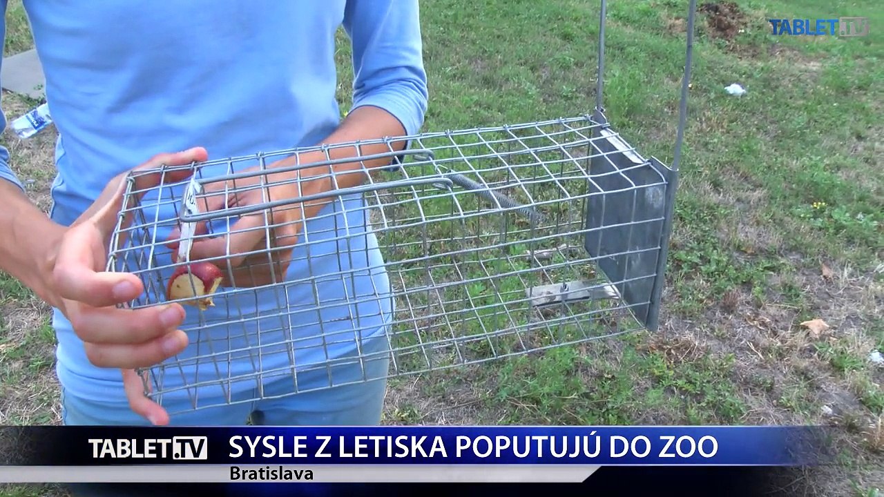 Na bratislavskom letisku odchytili desiatky sysľov pasienkových