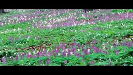 Eckhart Tolle - Acceptance and Surrender (video)