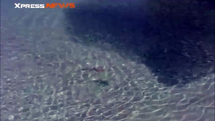 Attaque rapide de carangues contre un banc de sardines