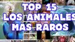 Top 15: Animales Raros descubiertos hasta el 2014