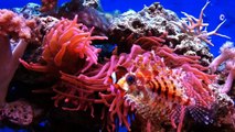 Clownfish eating pellets and feeding her anemone   Lionfish photobomber