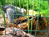 Chickens Taking Dust Baths