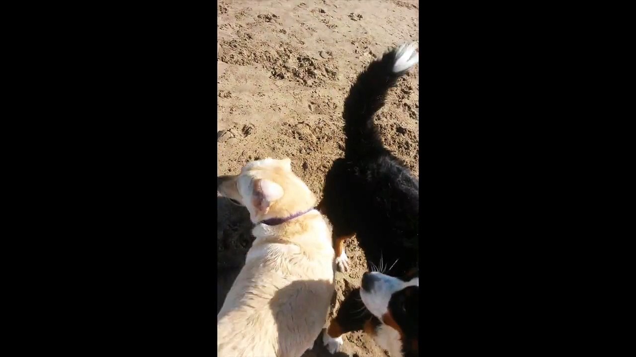 Labrador y Boyero de Berna en un dia de playa