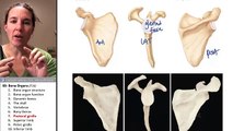 Bone Organs 7- Pectoral girdle