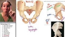 Bone Organs 9- Pelvic girdle