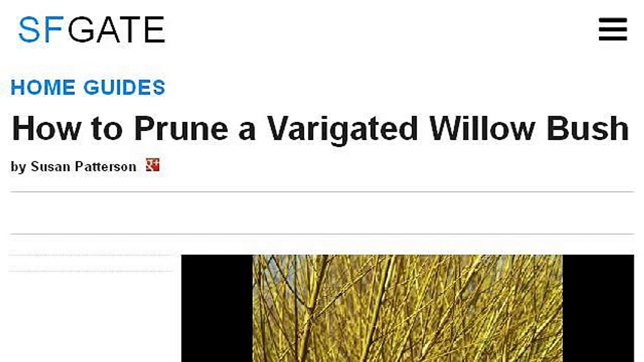 How-To Prune A Globe Willow Tree