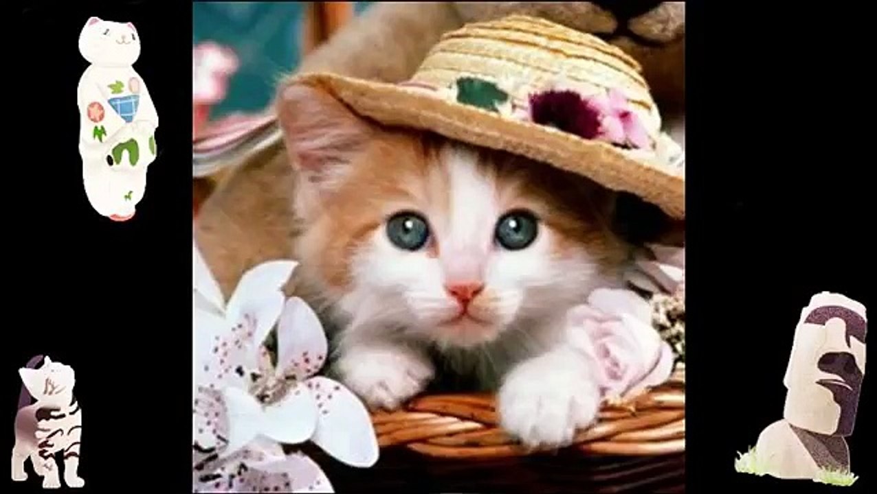 Www Animals Funny Videos Animal Compilation Amazing Funny Videos Cute Funny Cats