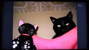 黒猫大吉がＥテレ　2355　ねこ入りチューズデーに！