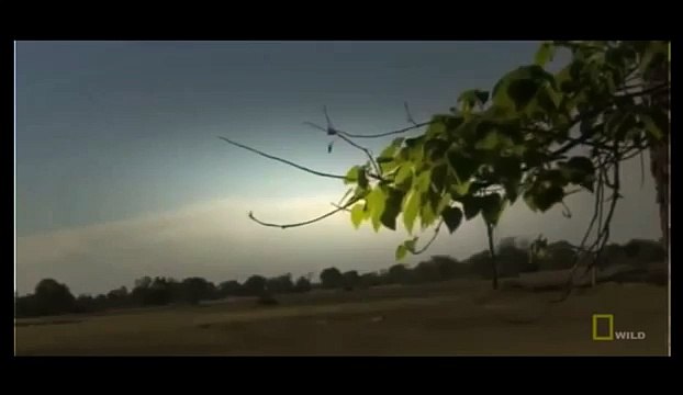 Lions Documentary Animal Planet - Lions Documentary National Geographic - Wild Lions Attack 2015