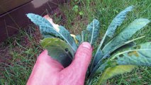 Update: A Fabric Tent for Kales & The Green Cabbage Looper: It Works! - The Rusted Garden 2013