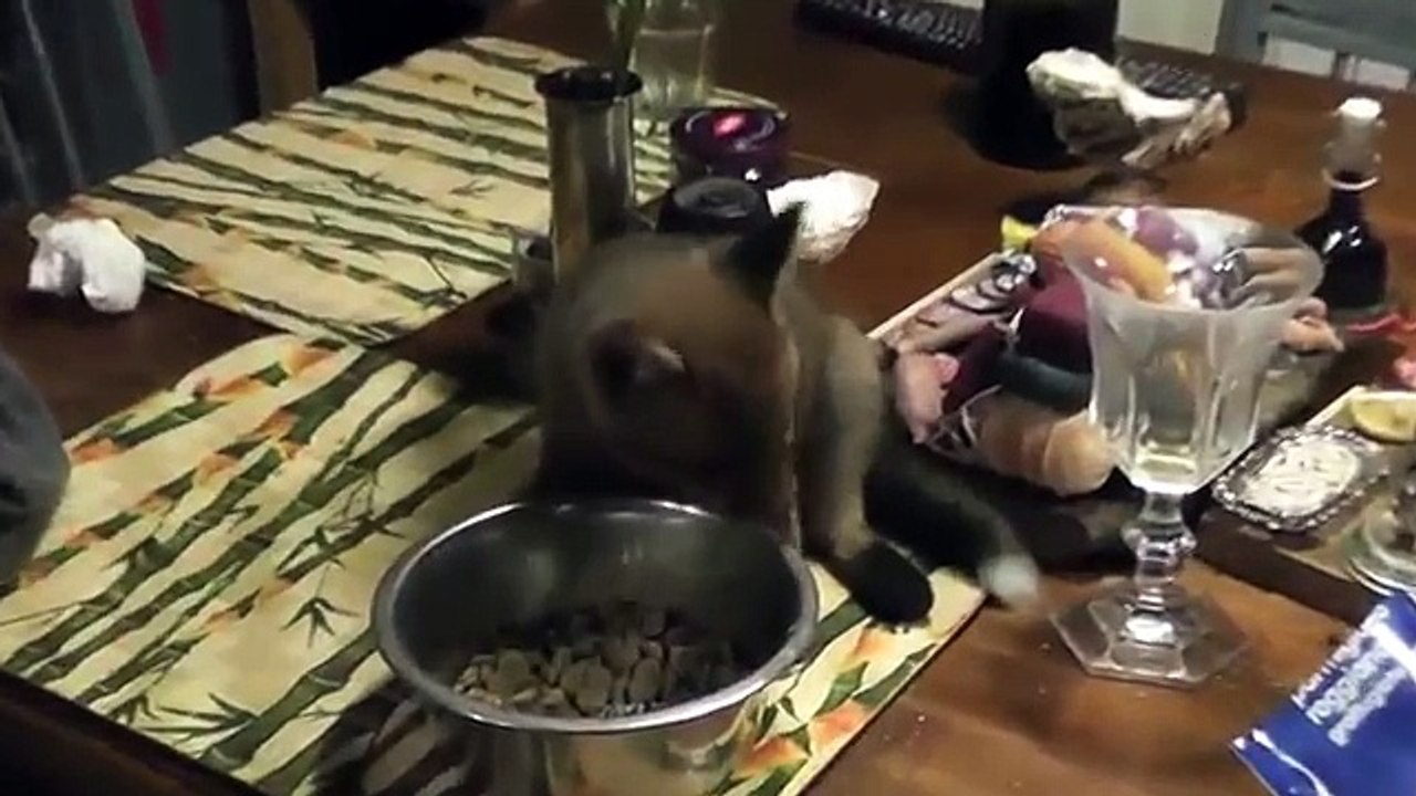 il gatto la volpe e il cane