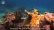 NOAA Ocean Today video: 'Restoring Coral Reefs'