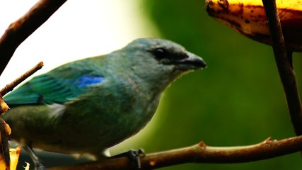 Ubatuba, SP, Brasil, Birds, birdwatcher, bird, natureza dos pássaros