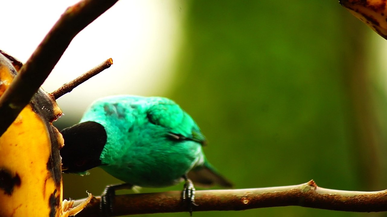 Ubatuba, SP, Brasil, Birds, birdwatcher, bird, natureza dos pássaros
