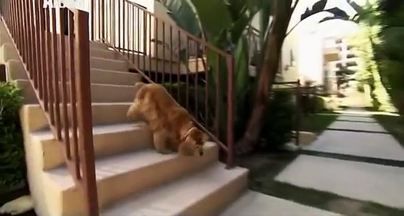 Zoo sаle com Американский кокер спаниель   American Cocker Spaniel