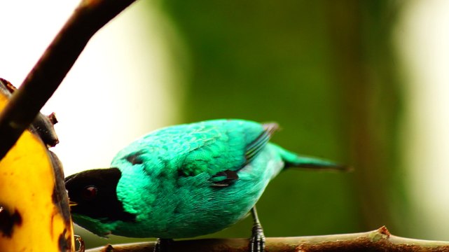 Ubatuba, SP, Brasil, Birds, birdwatcher, bird, natureza dos pássaros