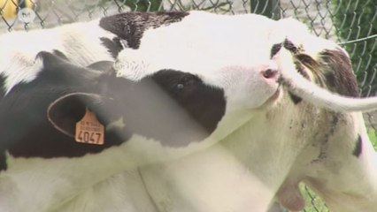 Déjà 150 fermes à l'arrêt après la découverte de tuberculose bovine