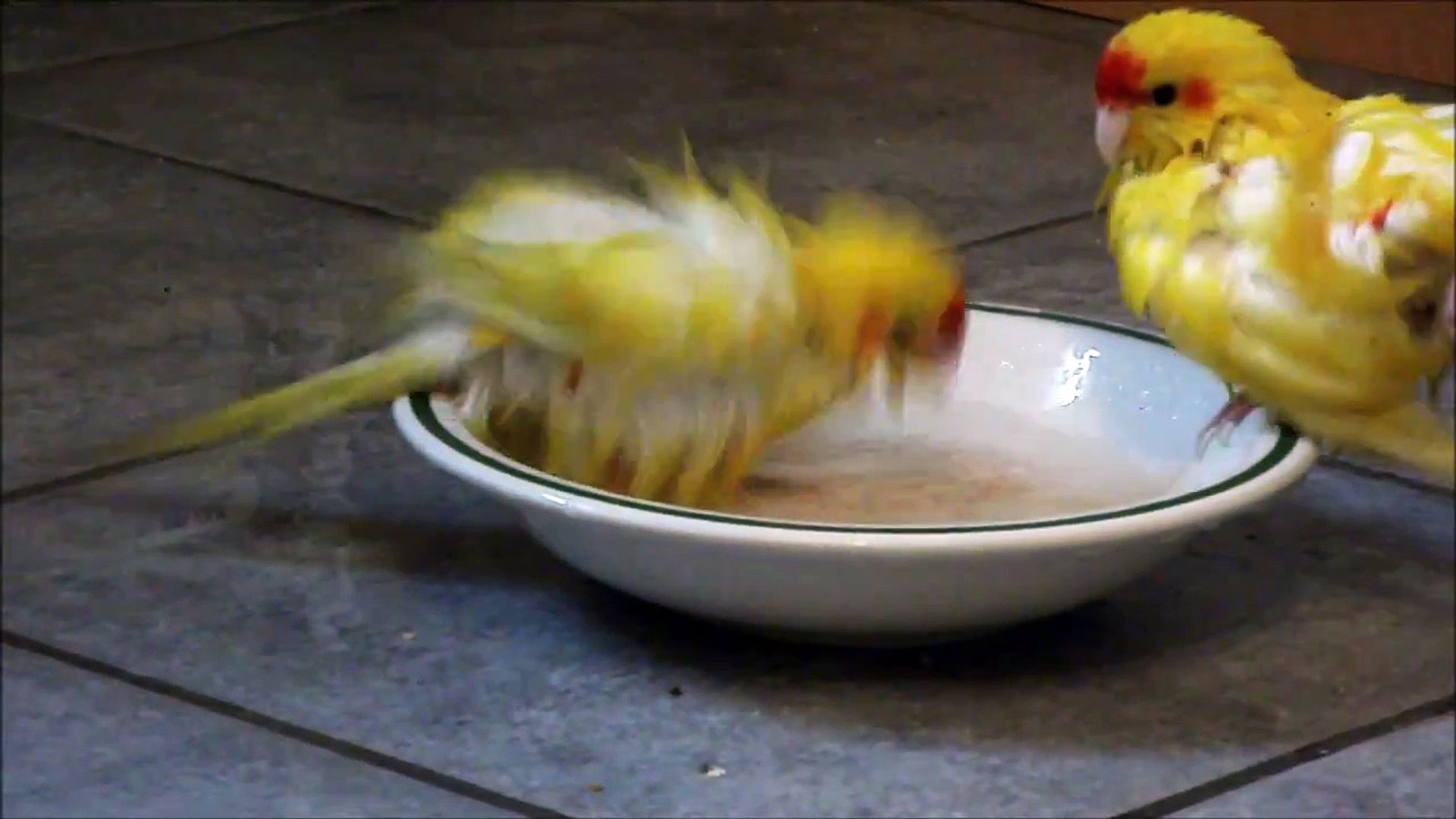 ⁣Red-crowned parakeets (Kakariki) taking a bath