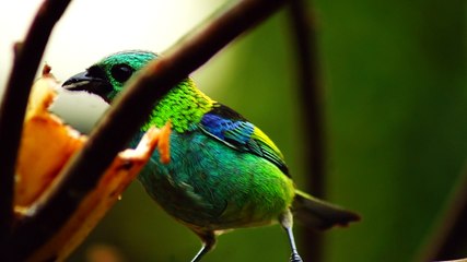 Ubatuba, SP, Brasil, Birds, birdwatcher, bird, natureza dos pássaros