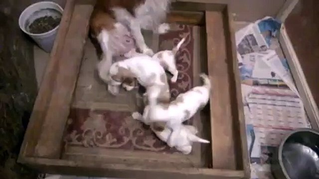 SATILIK CAVALİER KİNG CHARLES YAVRUSU 0534.467.69.79