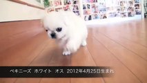 ペキニーズ ホワイト オス 2012年4月25日生まれ